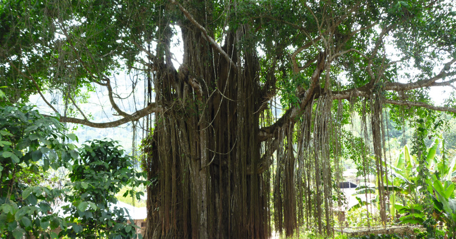 Ein Baum der Art Ficus, mit langen herunterhängenden Lianen.